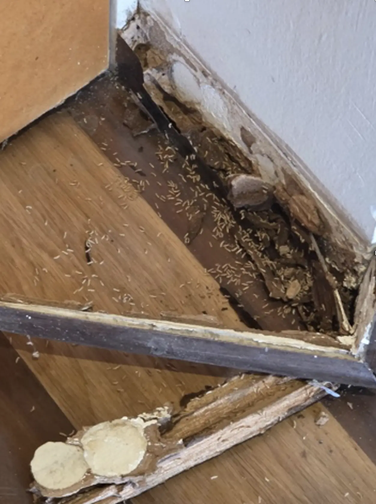 Piso y zoclo afectados por una infestación de termitas
